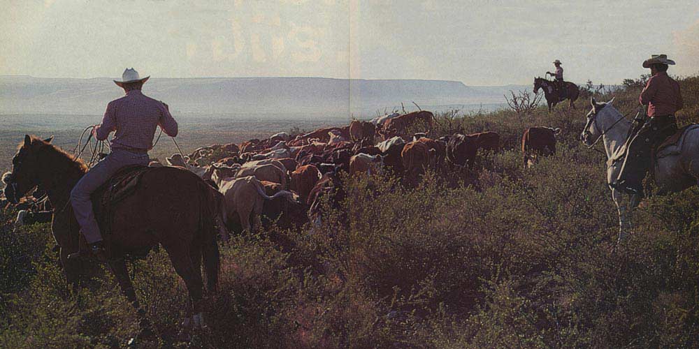 a grainy picture of cowboys herding cattle